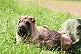 ENFANT ET CHIEN 640